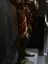 Filename=DSC04947.JPG
Filesize=1063KiB
Dimensions=1944x2592
Date added=Jun 02, 2016 DSC04947.JPG