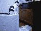 funny-gif-cat-troll5B15D.gif